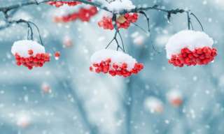 Äste mit Beeren und Schnee